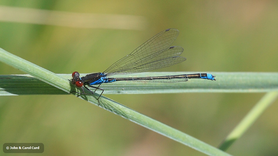 IMG_6288 Erythromma viridulum ovip.JPG